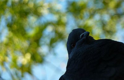 "Tu m'prends pour un pigeon ?!"