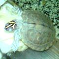 ma tortue