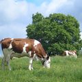 Les vaches folles oubliées?