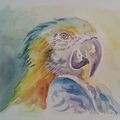➢Perroquet à l'aquarelle, pour le défi dessin !