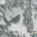 25 cm de neige et -8°,  a glagla l'hiver est bien là!!