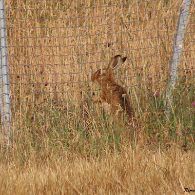 Dans le petit matin,