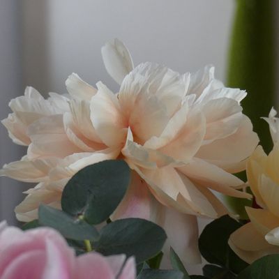 Mes préférées ...