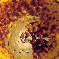 Crème brûlée à la chicorée (recette issue de mon