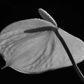 Anthurium andreanum hybride