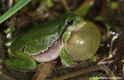 Rainette verte - Hyla arborea