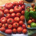Encore des tomates !