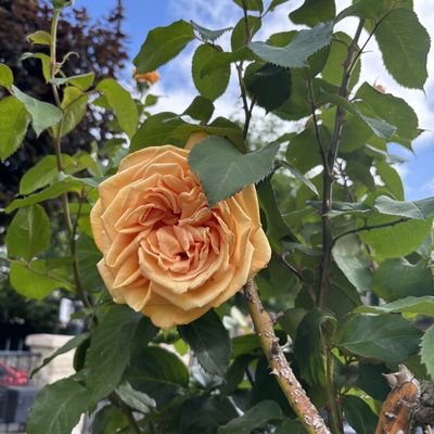 Hommage à mon beau-père ❤️RIP❤️