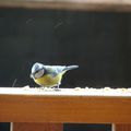 petite mésange bleue