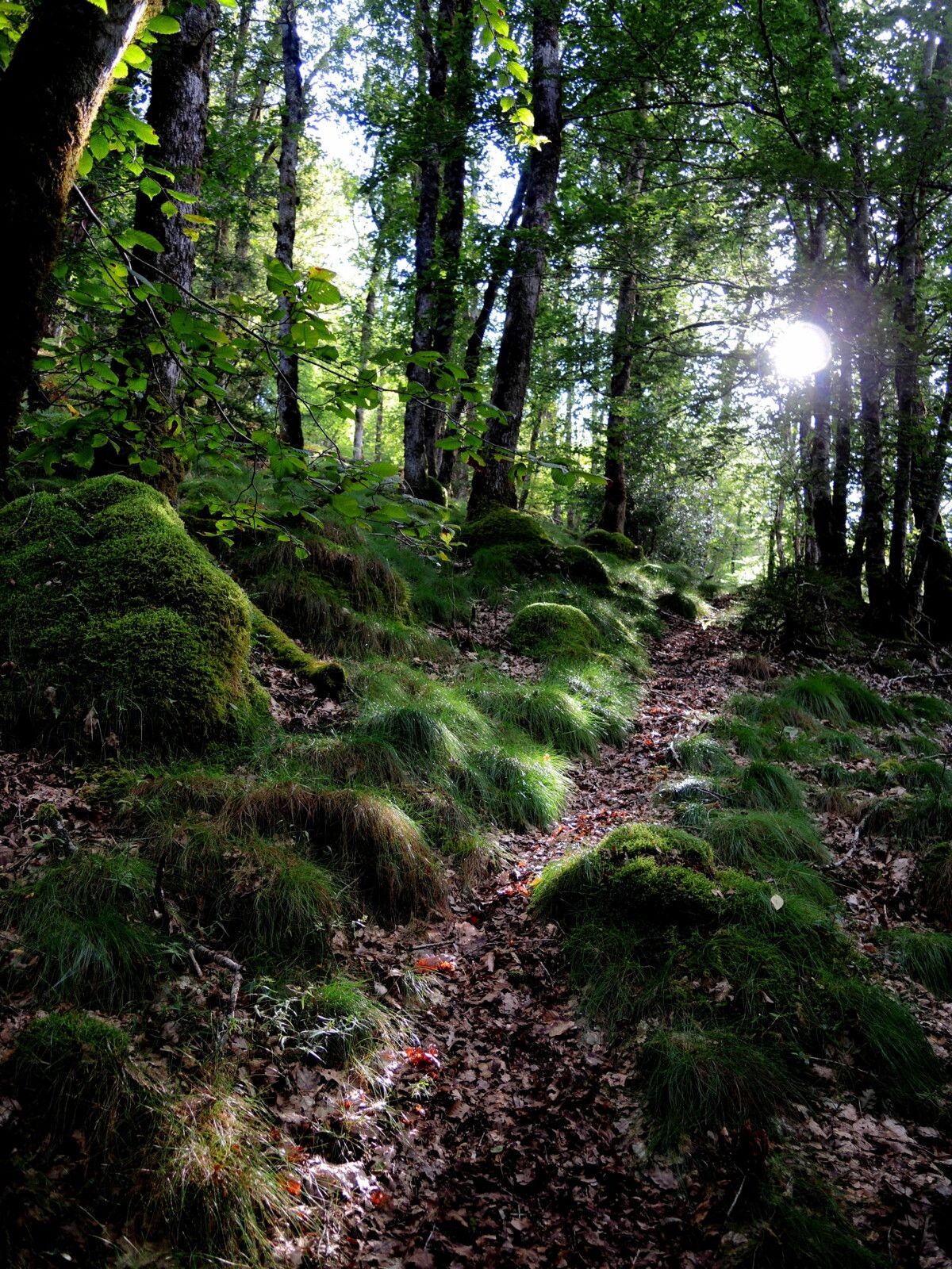 Corancy, sentier de lumière (58)