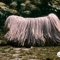 Deux chiens extraordinaires : le Puli et le Komondor de Hongrie !