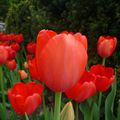 La tulipe d'Ottawa