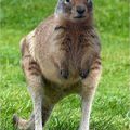 Etranges animaux : Le kangoumotte