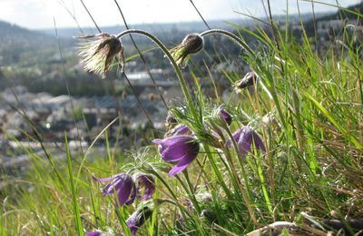 Biodiversité et certification BREEAM