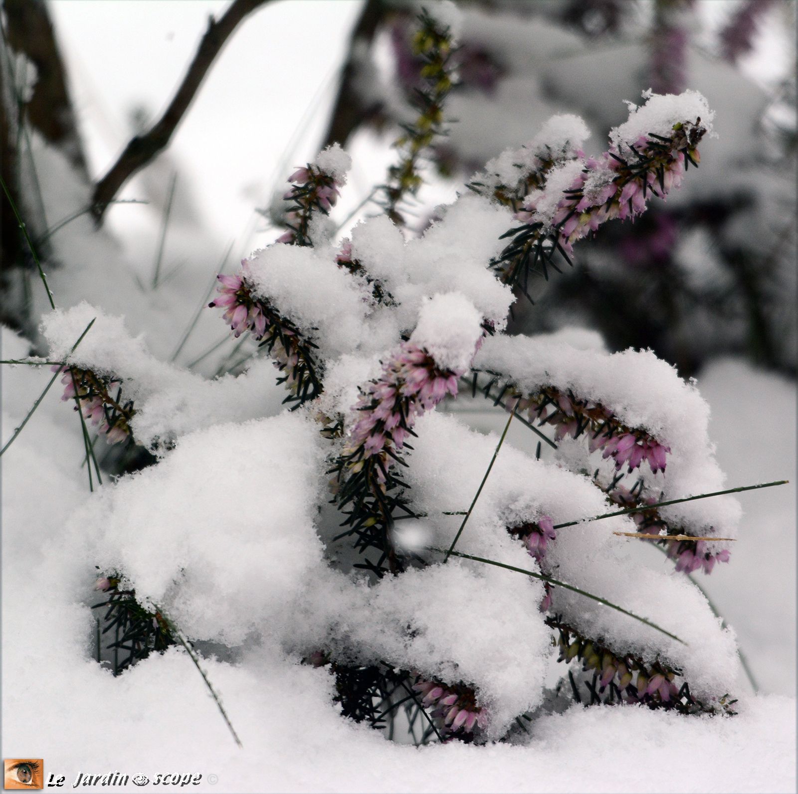 Bruyère sous la neige