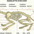 Squelette du chat