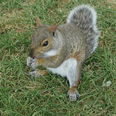 Carnets canadiens #6 Montréal