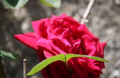 UN PETIT TOUR DU JARDIN
