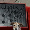 Mort d'UGGIE, le chien de "The Artist"