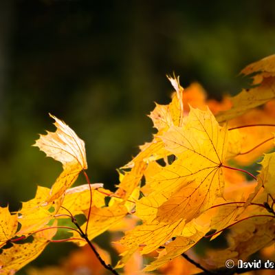 Montauger, l'Essonne aux couleurs de l'Automne