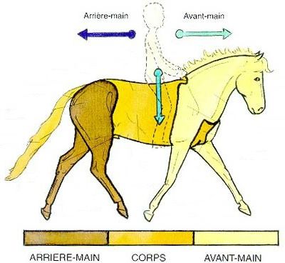 Début de dressage - déplacement des hanches…