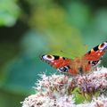 Chasse (photographique!) aux papillons entre Briey et Mance