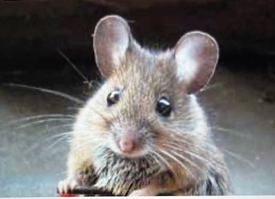  soit j'embarquais sur le "Sodebo" de Thomas Coville...