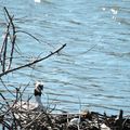 2015-04-06 : lac de La Brienne (Aveyron) ou la journée de la grèbe huppée