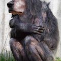 Etranges animaux : Le chimpanchien à poils courts