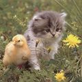 chaton+canard = love