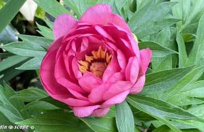 Hillary, une magnifique pivoine Itoh légèrement parfumée