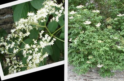 Apéritif aux fleurs de sureau