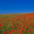 Coquelicots