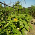 Le potager du Domaine de Chaumont sur Loire