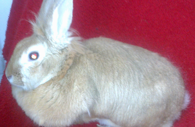 Bonjour d'AXELLE,LAPIN DE COMPAGNIE