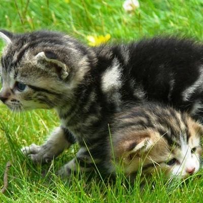 La famille s'agrandit...