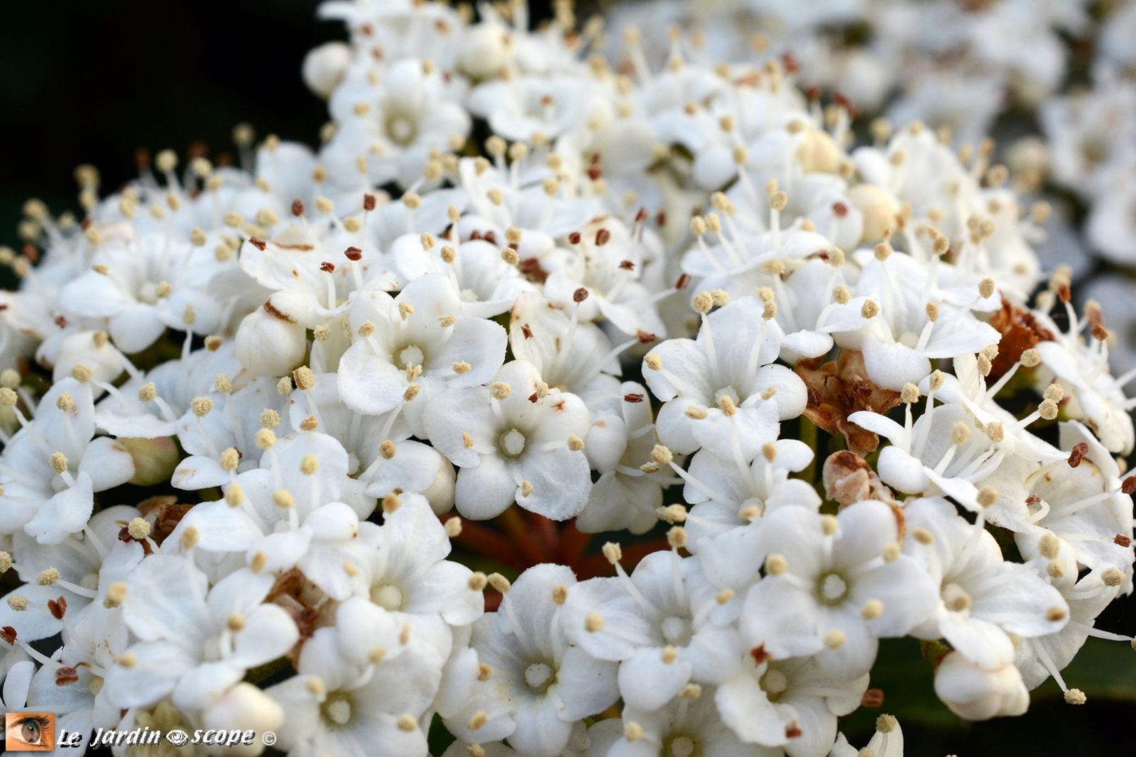 Viburnum Tinus • Laurier-Tin
