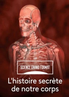 Affiche du documentaire « L’histoire secrète de notre corps »