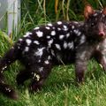 AUSTRALIE - Réintroduction de 10 Chats marsupiaux mouchetés au sanctuaire de Barrington