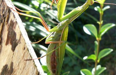 Brève rencontre au jardin