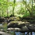 Les signes de la prophétie dans les arbres et les rochers