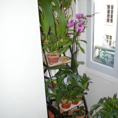 CULTURE DE MES ORCHIDEES