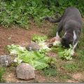 je mange la salade avec les tortues...