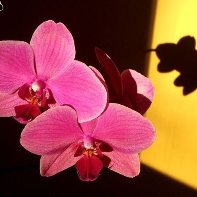 Fleur et son ombre