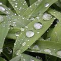 Au jardin après la pluie et sous la serre