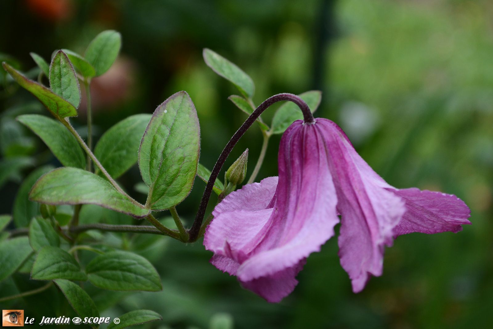 Clematis integrifolia Alionushka