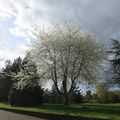 Arbres en fleurs à Rennes (2) : un cerisier à Beaulieu le 4 avril 2014