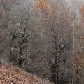 La forêt se perd dans la brume