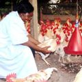Cameroun – Réactions d’un producteur face au niveau de Modernisation actuel de la filière avicole