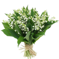 Muguet